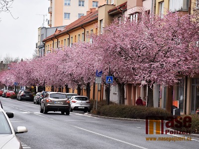 Obrazem: Nádražní ulice v Turnově rozkvetla i v roce 2022