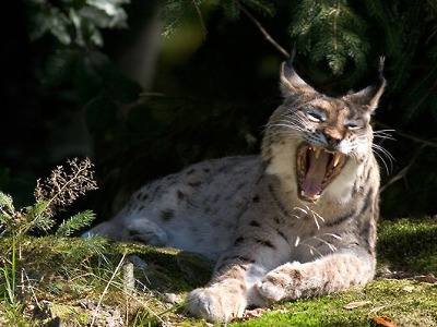 Únorovým živočichem kampaně Správy KRNAP je rys ostrovid