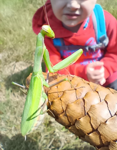 Kudlanky nábožné míří na sever.  Jednu už potkali na Liberecku