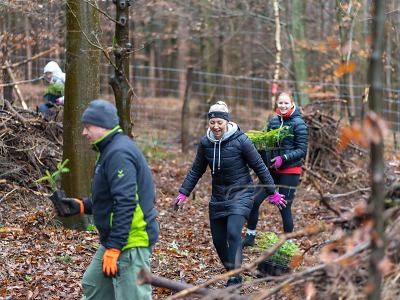Lesy na Liberecku obohatí tisíce nových stromků