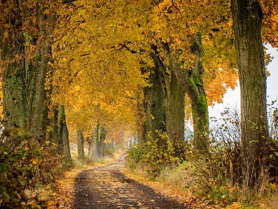 Skřivánčí alej u Krásné Lípy má nejhezčí fotografii za rok 2021