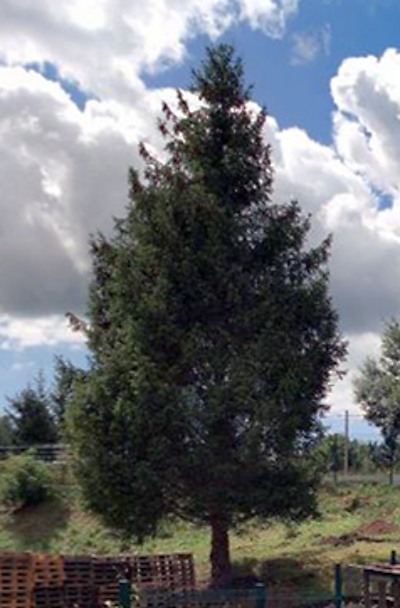 Kitl daroval smrk ztepilý pro Jablonec