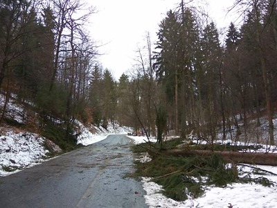 Čtvrteční vítr skácel i strom v Huntířově