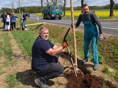 Kočárová alej vyroste do nové podoby