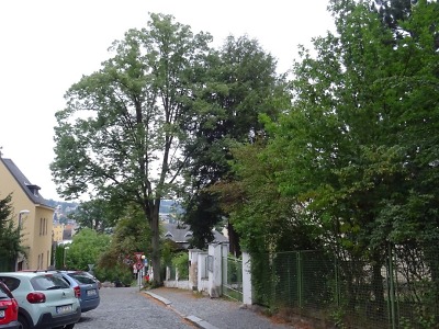 Lípa u školky v ulici Jugoslávská je nebezpečná, je třeba ji pokácet