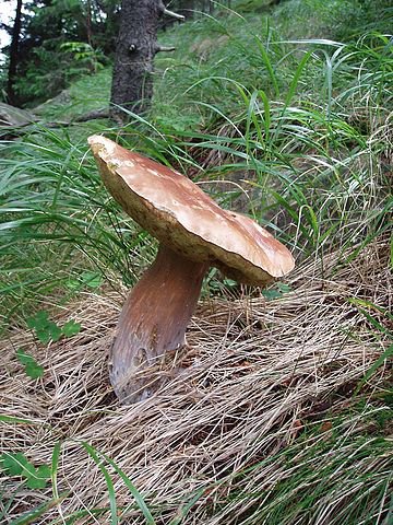 Houbařský úlovek roku – čtenářská fotografická soutěž