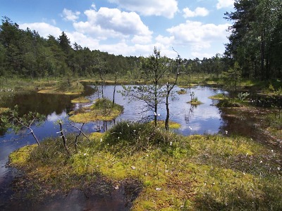 Přírodní památka Swamp je domovem pro řasy, motáky i ledňáčky