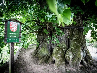 Tisíciletá lípa v Tatobitech soutěží o titul Evropský strom roku 2016