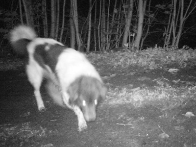 Jablonec prosí obyvatele o pomoc s nalezením toulavého psa
