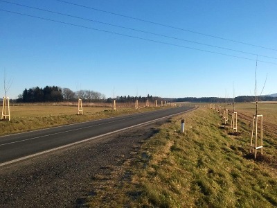 Silnice lemují nové stromy, kraj jich letos vysadil přes čtyři sta