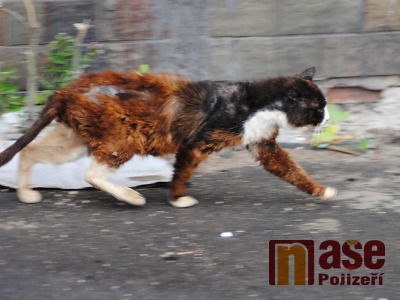 Policisté pátrali v Semilech po tygrovi. Vyklubala se z něj statná kočka