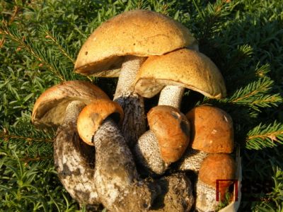 Už rostou! U vás také? Vyhlášení čtenářské fotografické soutěže. 