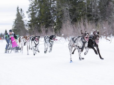 Strojník se svou smečkou psů přivezl z mistrovství světa bronz