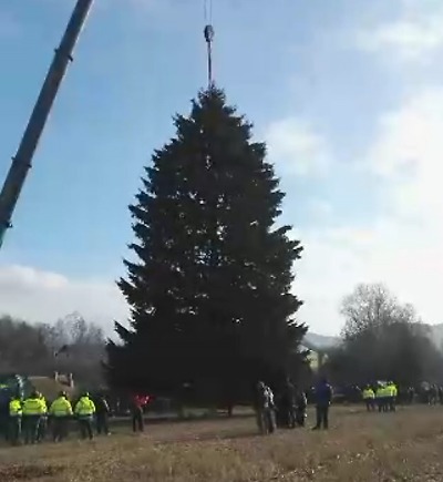 Vánoční strom v Rynolticích pokácen. Transport zamíří do Prahy