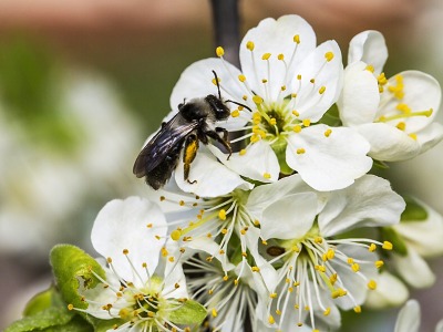 Jaro patří opylovačům. Pomoci jim může každý z nás