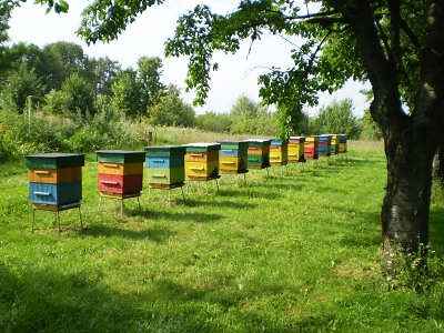 Včelstva ničí mor a hniloba. Kraj v boji s nimi pomáhá dotací