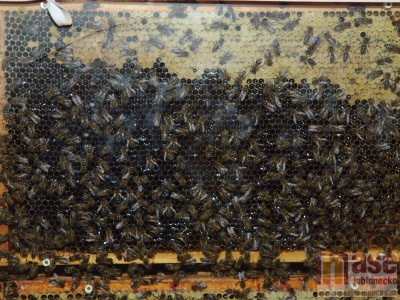 Obrazem. Včelaři slavili sto let 