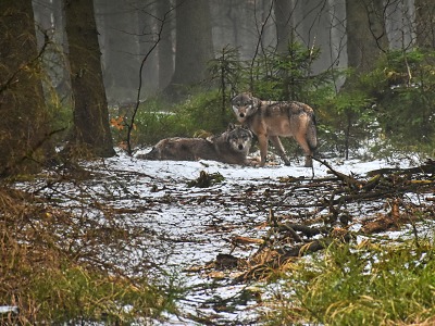 V Krkonoších byl smrtelně postřelen vlk s GPS obojkem