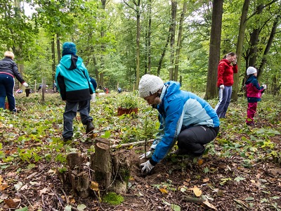 Firemní dobrovolníci pomáhali výsadbou jedlí lesům na Liberecku