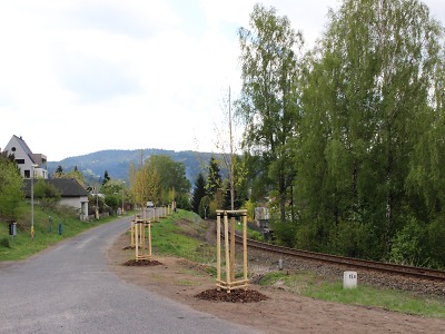 Olše nahradily topoly správně kvůli menšímu vzrůstu