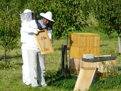 Na krajském úřadu se zabydlí živé včely