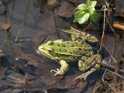 Na Žabí stezce na Jizerce se malí a velcí poučí i pobaví