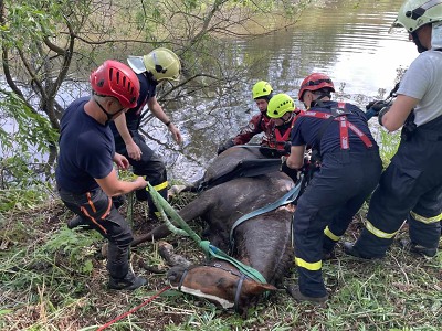 Autor foto:HZS Libereckého kraje Hasiči vytahovali koně u rybníku Věžák na Hruboskalsku