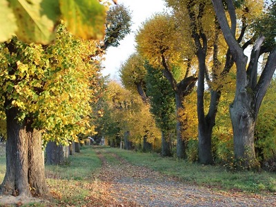 Probíhá hlasování o Alej roku 2019. Soutěží rekordních 96 adeptek
