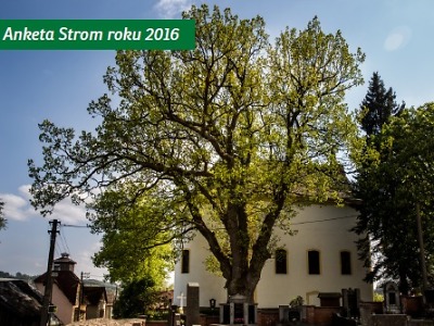 Zásadský dub soutěží ve finále ankety Strom roku 2016