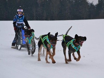 Šampionát v závodech psích spřežení úspěšně proběhl v Zásadě