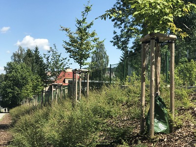 Speciální vaky zavlažují jablonecké stromy