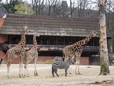 Autor foto:Archiv KÚ Libereckého kraje Žirafy, zebry i levharti v novém. Kraj pomáhá zoologické zahradě