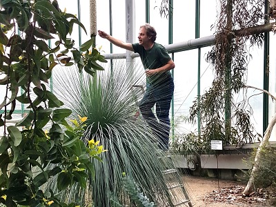 Opylení v botanické zahradě se podařilo. Žlutokap vydal semena