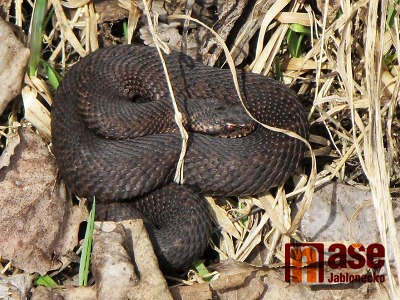 Obrazem: V Jablonci se už po zimě probudily zmije obecné