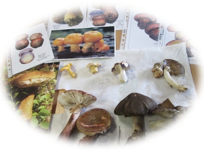 Zájemci mohou složit zkoušky ze znalosti hub