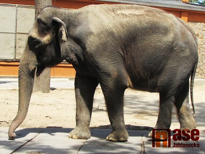 Díky spolupráci kraje a města se liberecká ZOO dočká rozvoje