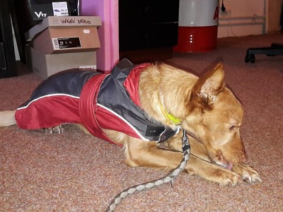 Neztratil někdo v Jablonci pejska?