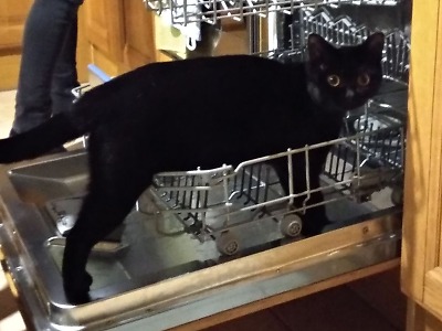 Hledá se ztracená kočička v Jablonci nad Nisou