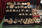Velká sbírka zkamenělin, převážně trilobitů