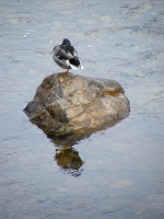 Jarmark 2012 v Železném Brodě