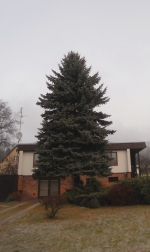 Vánoční strom na Mírovém náměstí v Jablonci nad Nisou