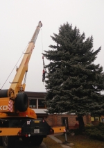 Vánoční strom na Mírovém náměstí v Jablonci nad Nisou