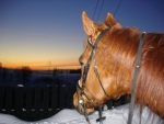 Zima s koňmi má svoje kouzlo, ale romantické jako v Popelce to není
