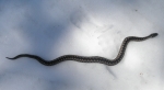 Had v lyžařské stopě kousek nad Krakonošovou snídaní