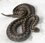 Had v lyžařské stopě kousek nad Krakonošovou snídaní