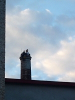 Záchrana muže sedícího na 40 metrů vysokém komíně ve Frýdštejně