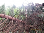 Spadlé stromy a další následky bouřky s krupobitím v Desné