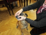 Celodenní seminář o první pomoci psům pod vedením lektorky Zuzany Wildmannové