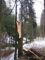Odklízení spadlého stromu v Huntířově