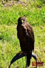 Prolínání - sen o Jizerských horách 2018 aneb Smržovský jarmark a den Jizerskohorských jídel